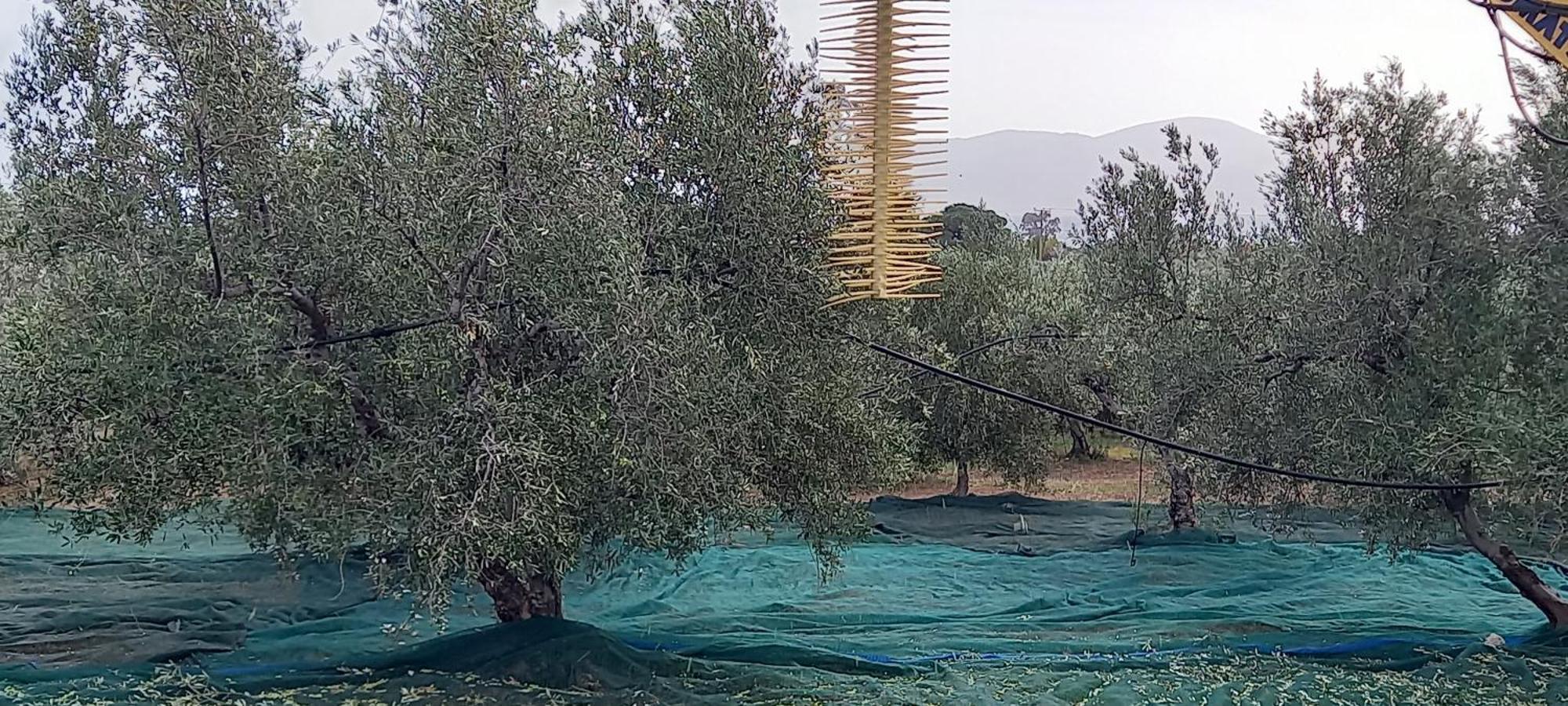 Ktima Develekou Apartamento Pigadhia  Exterior foto