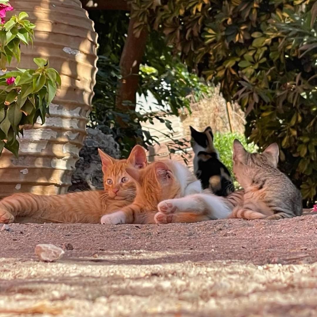 Ktima Develekou Apartamento Pigadhia  Exterior foto